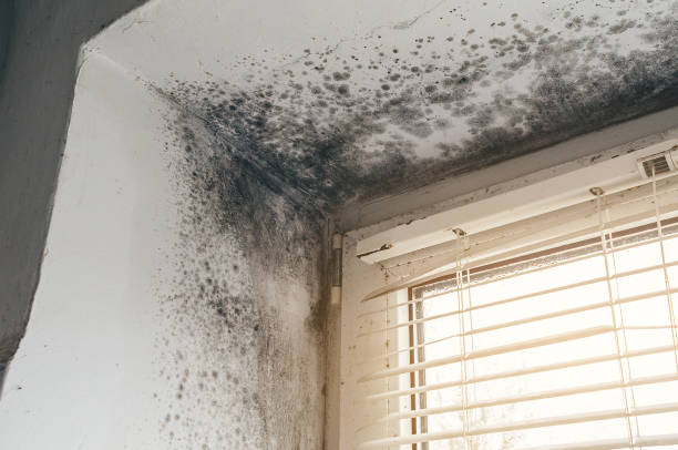Affordable Mold Remediation solutions in Hillsborough, NJ